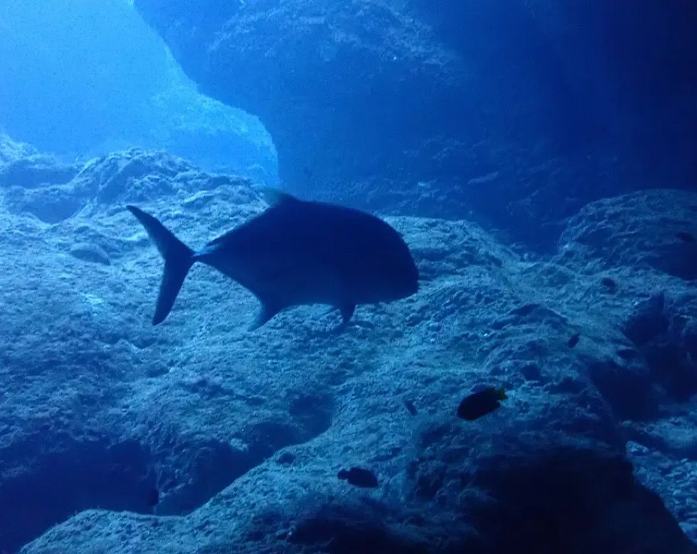 カラカラ先生伊良部島