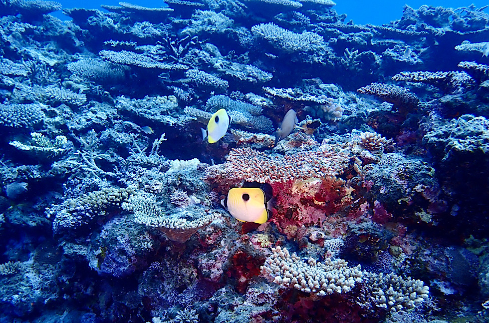 カラカラ先生　伊良部島