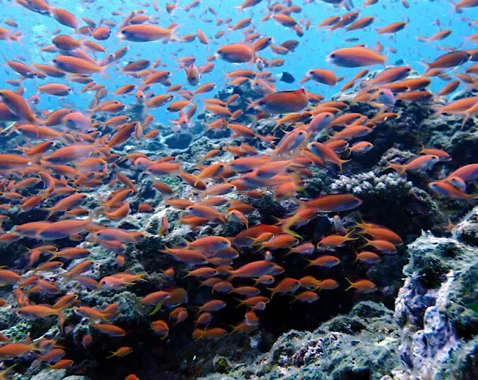 カラカラ先生伊良部島