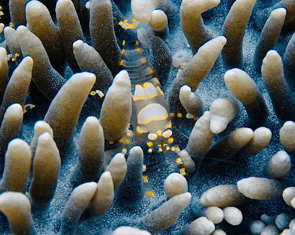 カラカラ先生伊良部島