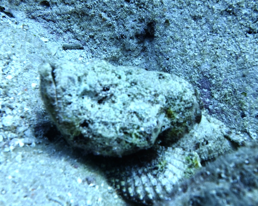 カラカラ先生伊良部島