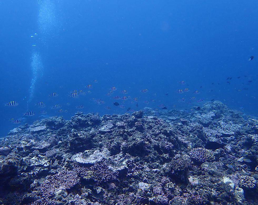 カラカラ先生伊良部島