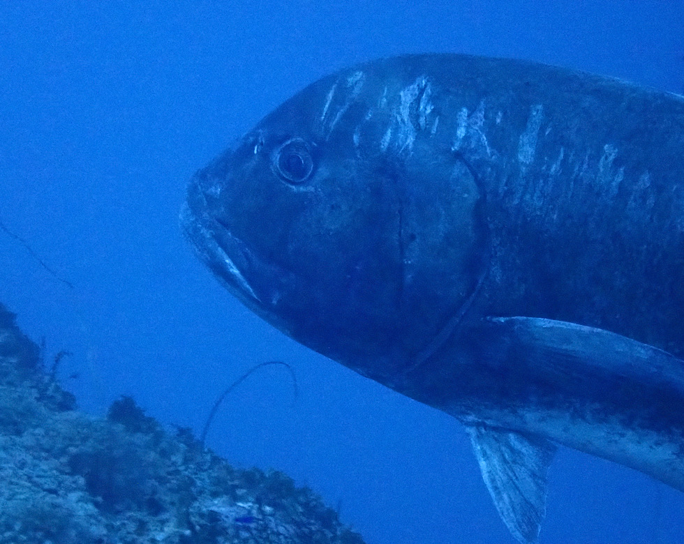 カラカラ先生伊良部島