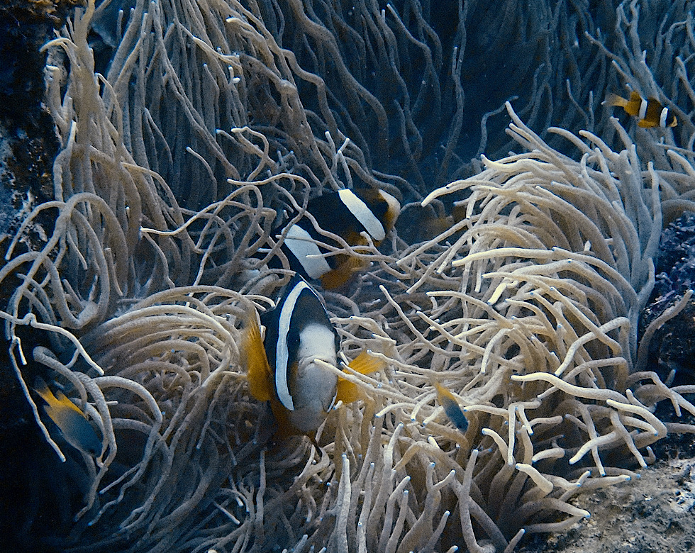 カラカラ先生伊良部島