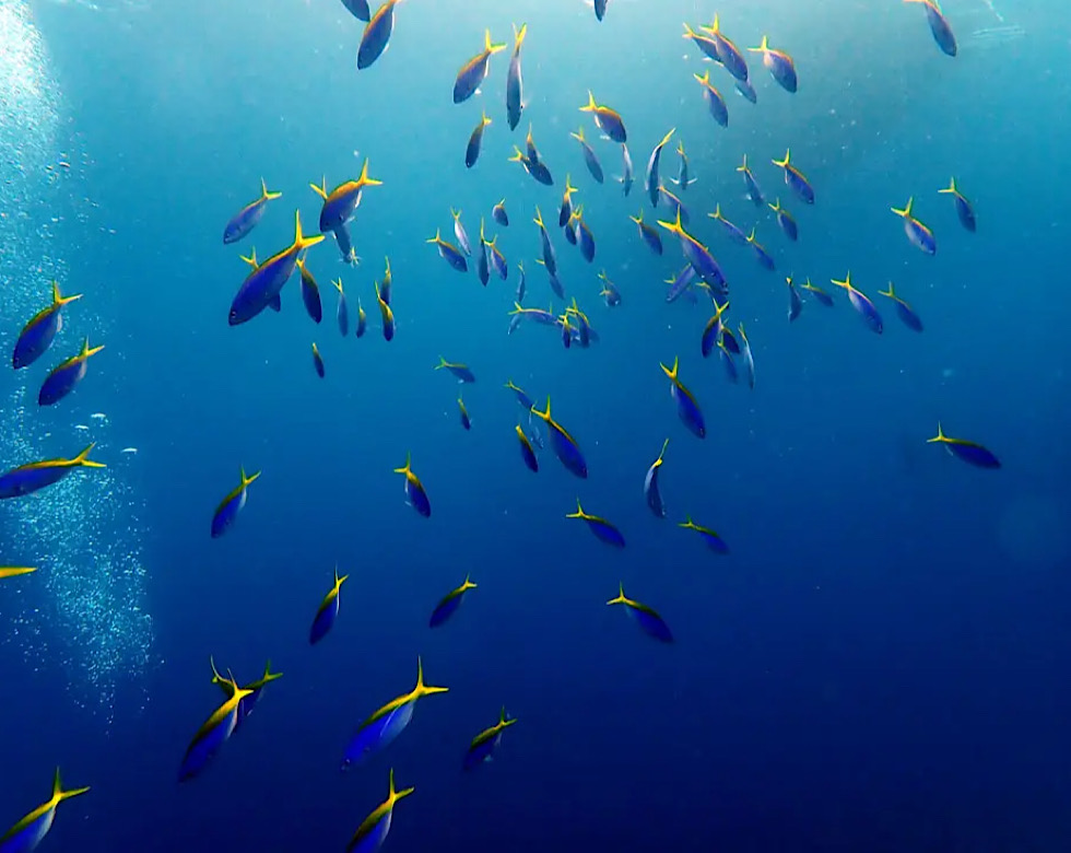 カラカラ先生伊良部島