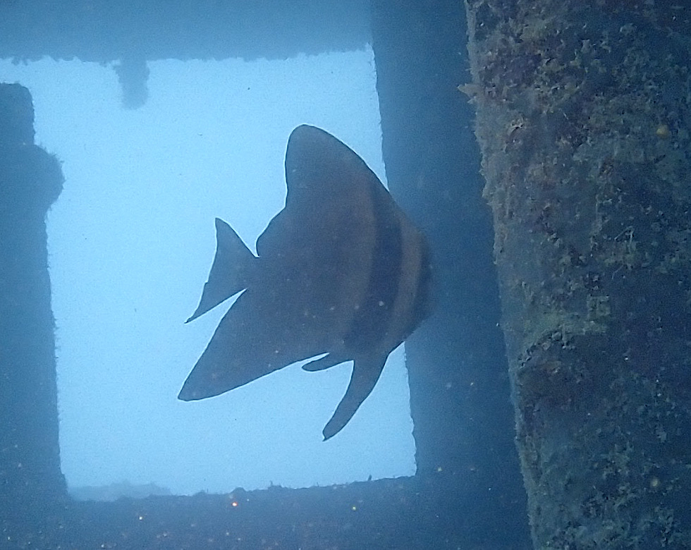 カラカラ先生伊良部島
