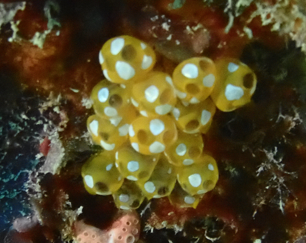 カラカラ先生来間島