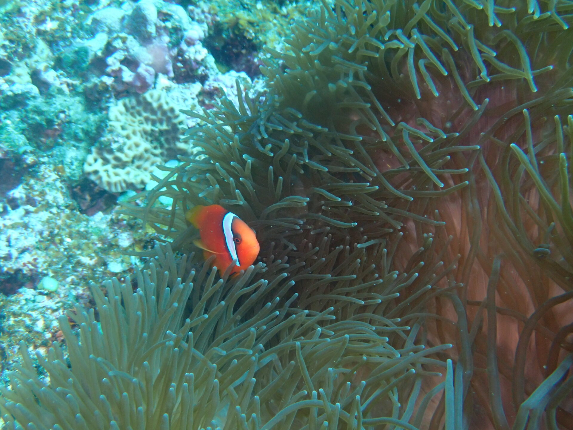 カラカラ先生伊良部島