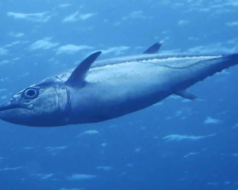 カラカラ先生南海岸