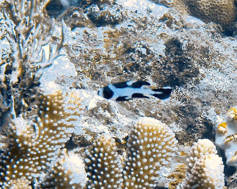 カラカラ先生南海岸