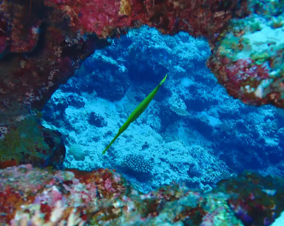 カラカラ先生下地島