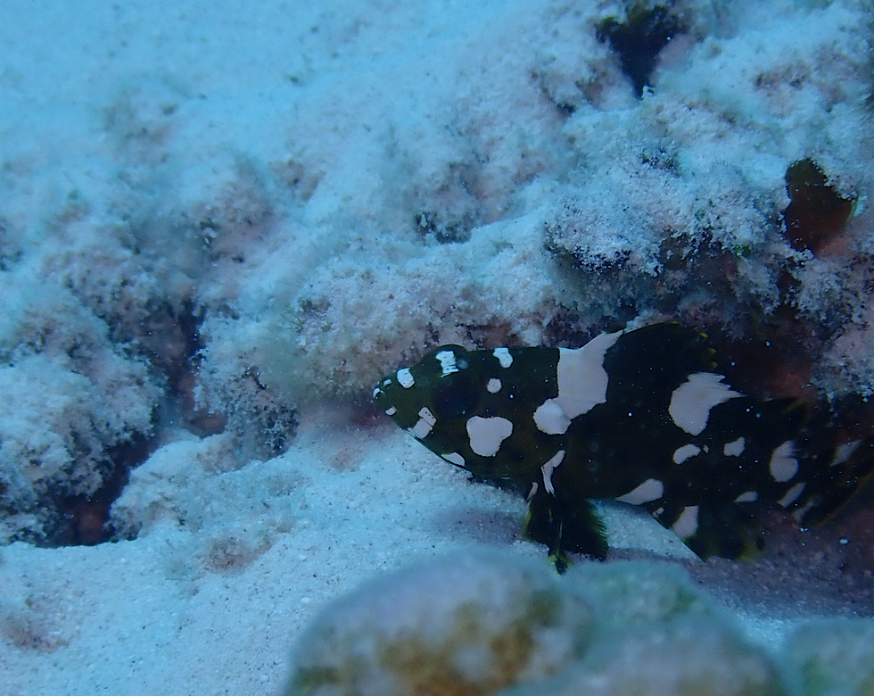 カラカラ先生やびじ