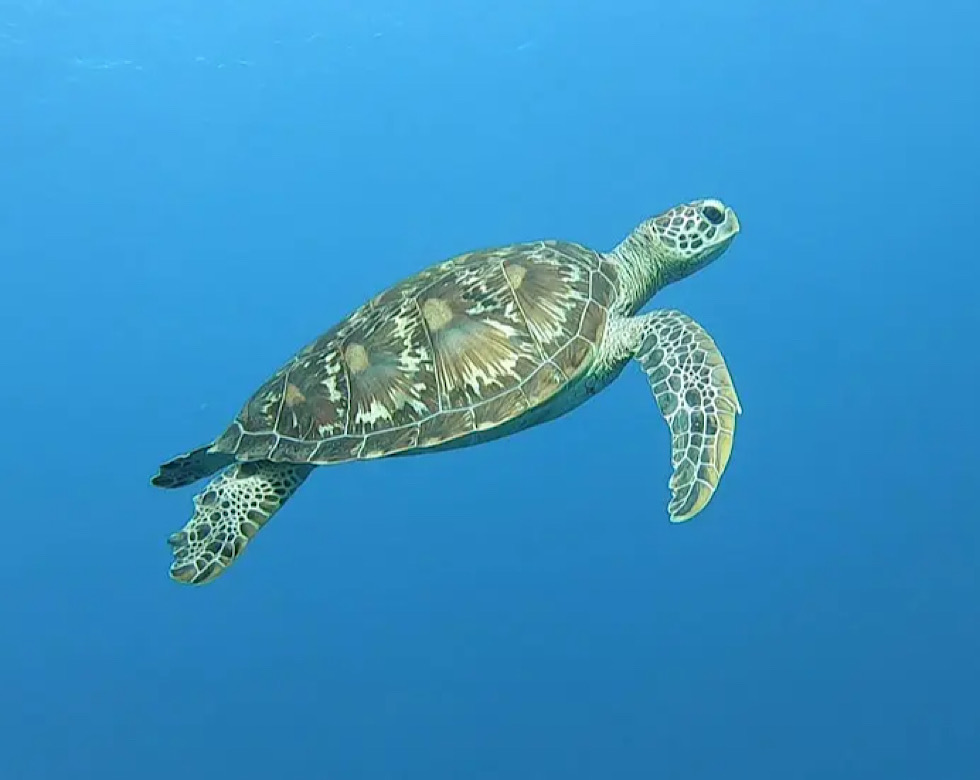 カラカラ先生下地島