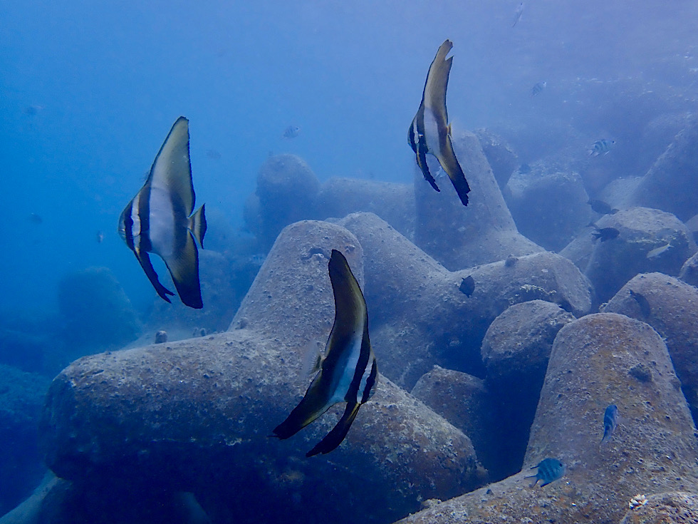 カラカラ先生パチャビーチ