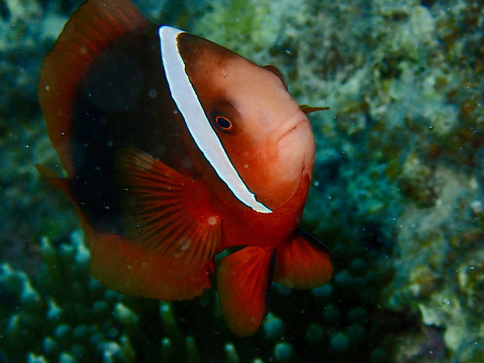 カラカラ先生パチャビーチ