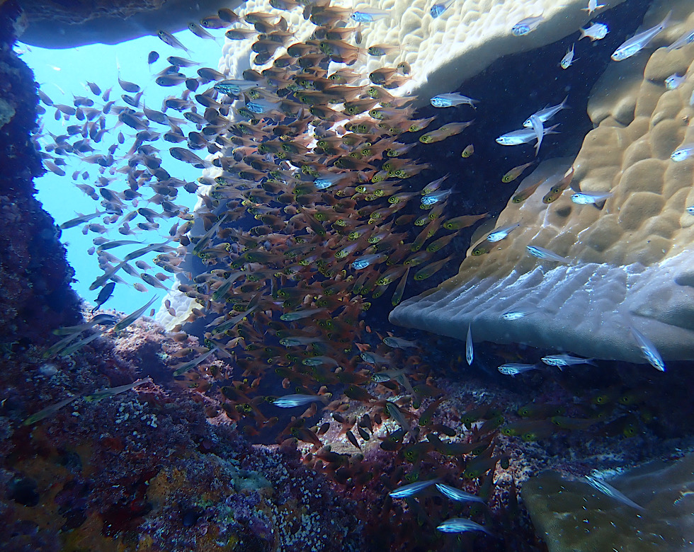 カラカラ先生下地島