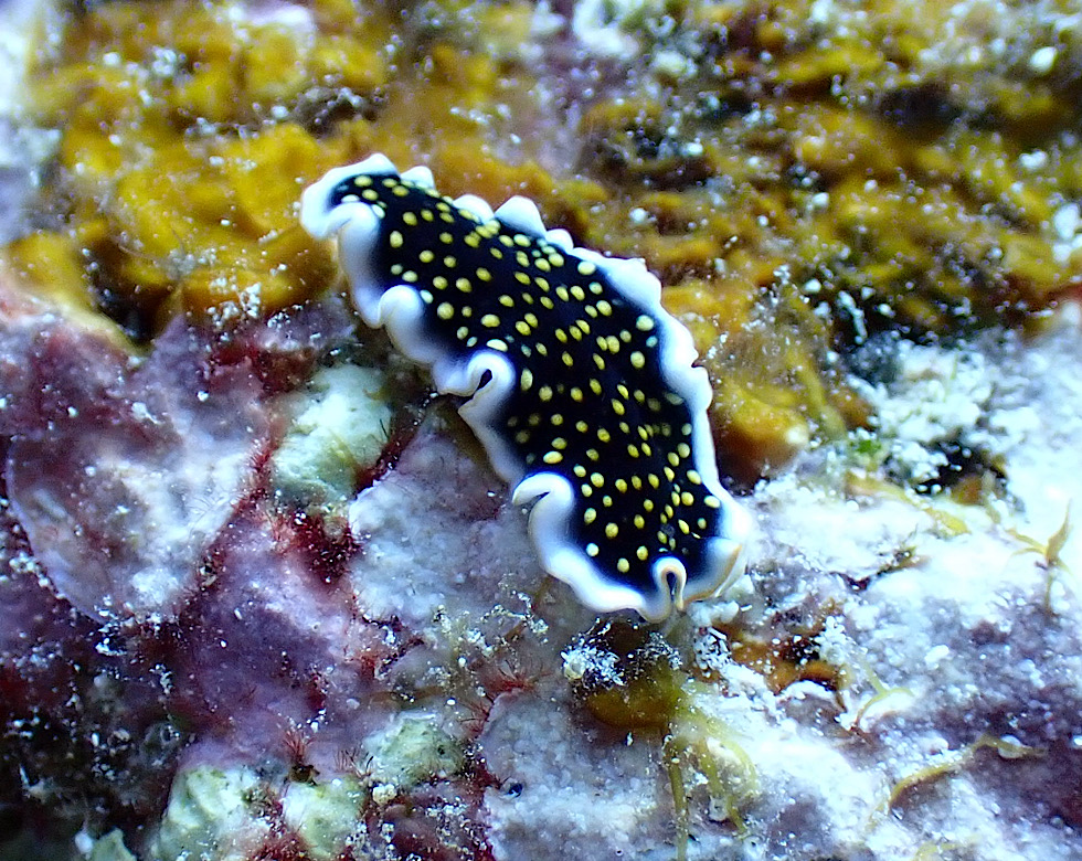 カラカラ先生下地島