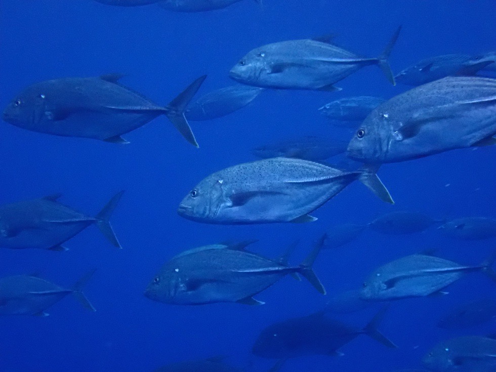 カラカラ先生下地島