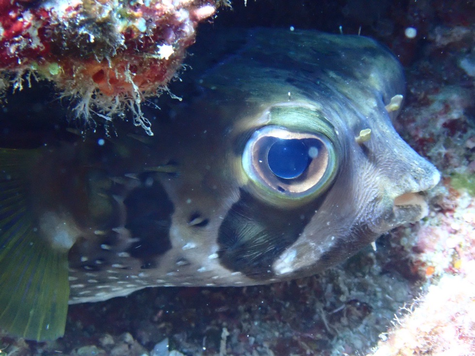 カラカラ先生　伊良部島