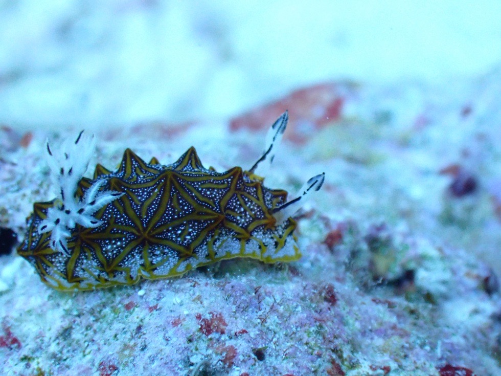カラカラ先生下地島