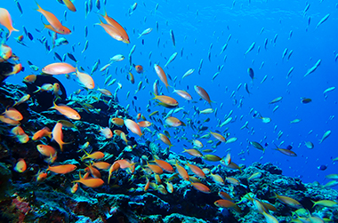 宮古島の海底の魚の大群